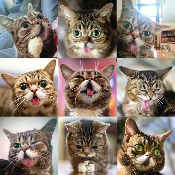 Кот с разными эмоциями