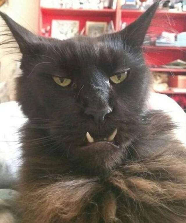 Продам кота прикол