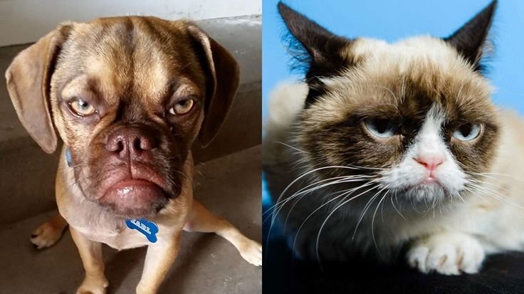 Собака с угрюмой мордой