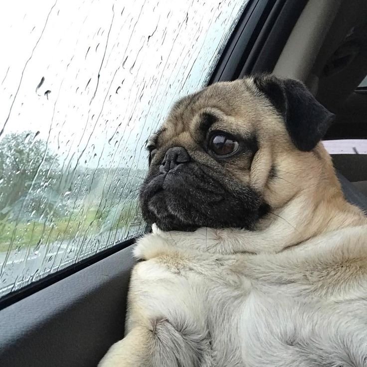 Веселый Мопс