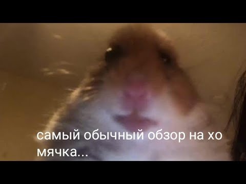 Тупой хомяк