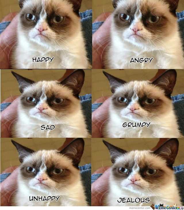 Коты эмоции мемы