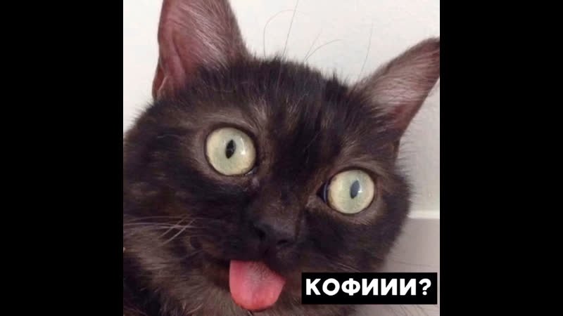 Кот с высунутым языком Мем