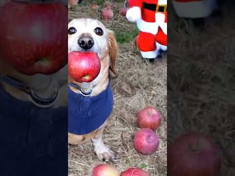 Собака груша