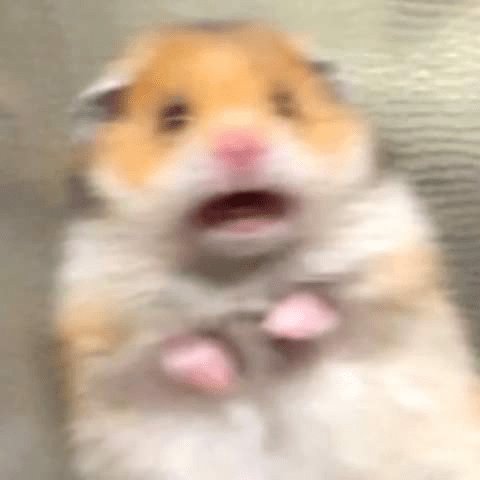 Девушка вытирает лицо хомяком