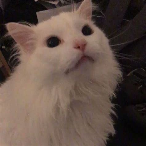 Белый кот кричит Мем