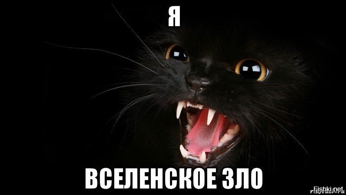 Злые котики мемы