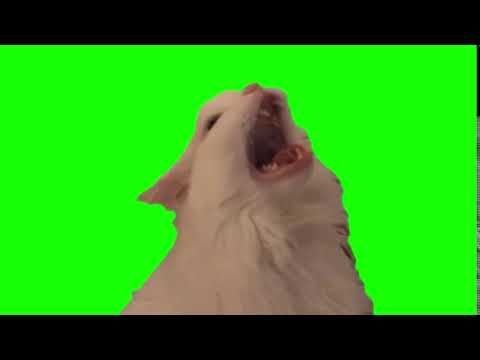 Мемы на зелёном фоне