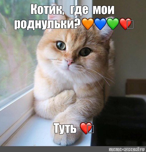 Котик туть