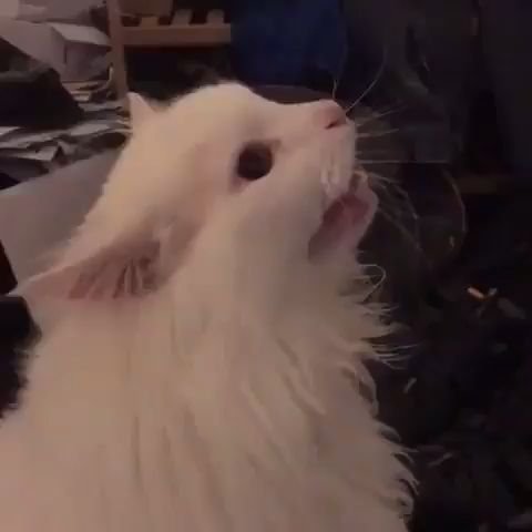 Белый кот кричит Мем