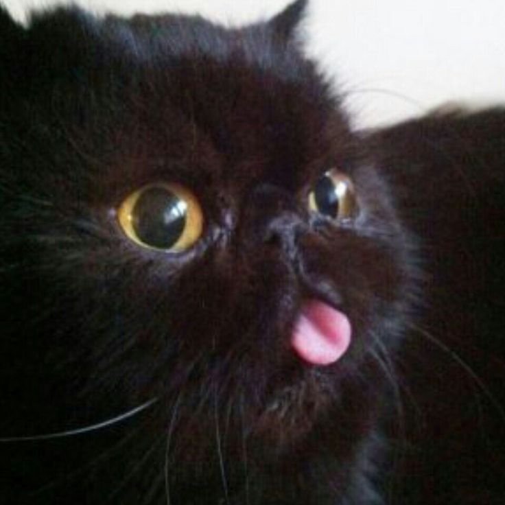 Кот с высунутым языком и выпученными глазами