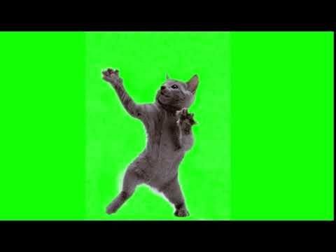 Танцующий кот