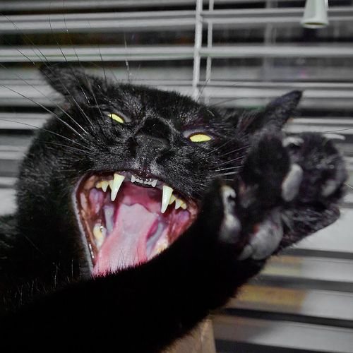 Агрессивная кошка