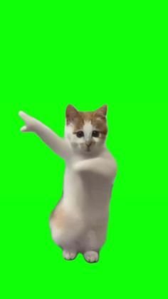 Кот танцует футаж