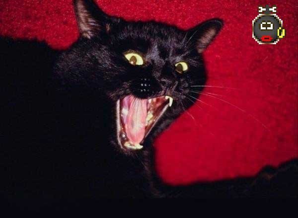 Злой черный кот