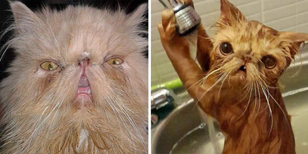 Мокрые коты мемы