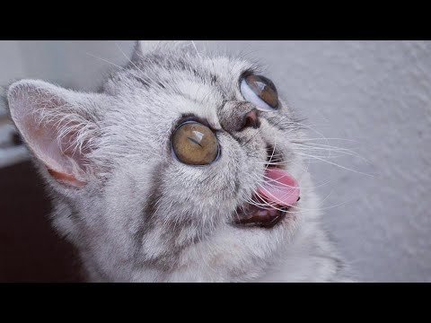 Кот с вып учеными глазами