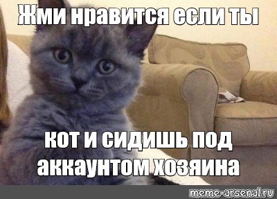 Если ты кот сидящий