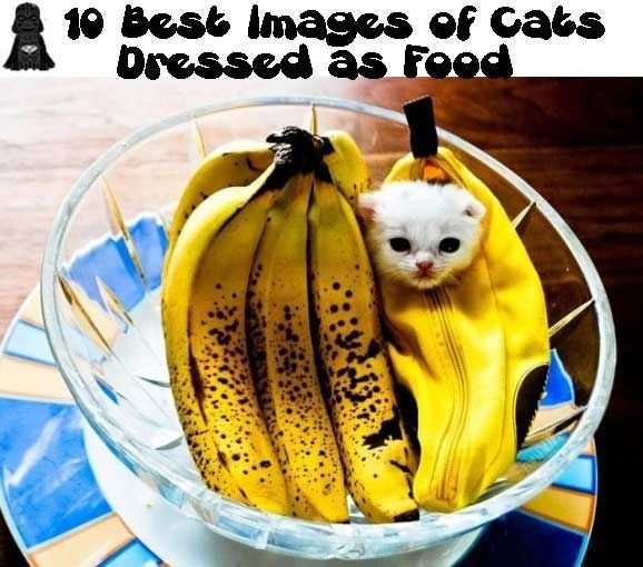 Смешной кот в банане