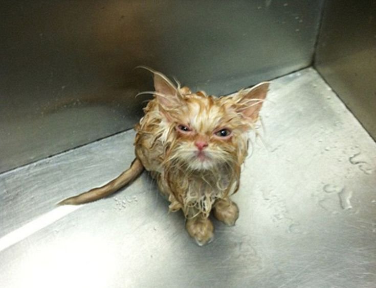 Мокрый облезлый кот