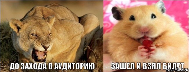 Девушка злится хомяк