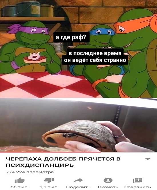 Черепаха долбоеб прячется