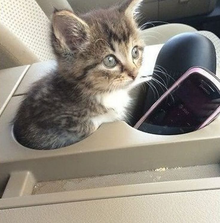 Смешные коты за рулем