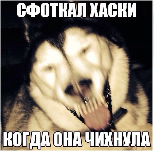 Смайл дог оригинал хаски