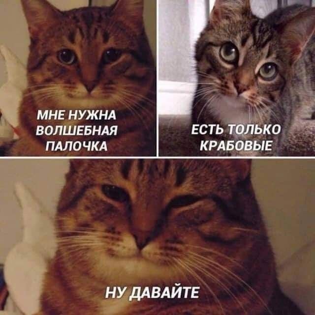 Кот давайте