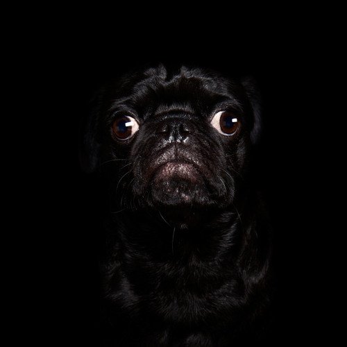 Мопс черный