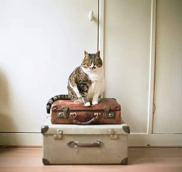 Чемодан коты