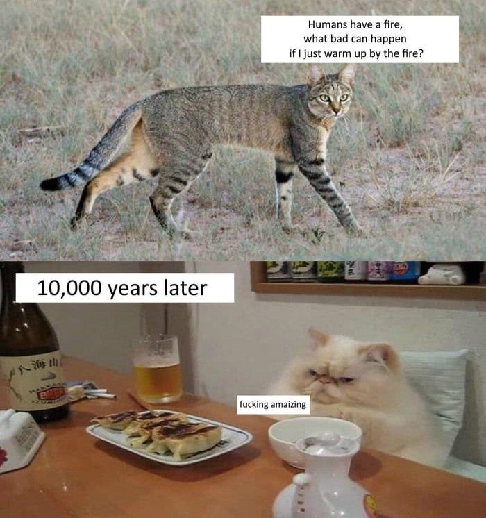 Смешные мемы про животных с надписями