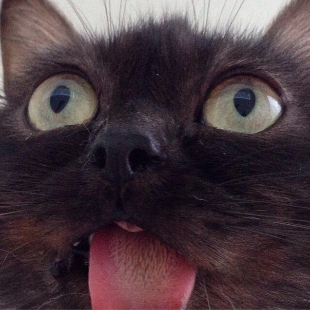 Кот с высунутым языком Мем