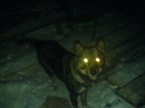 Светящиеся глаза волка