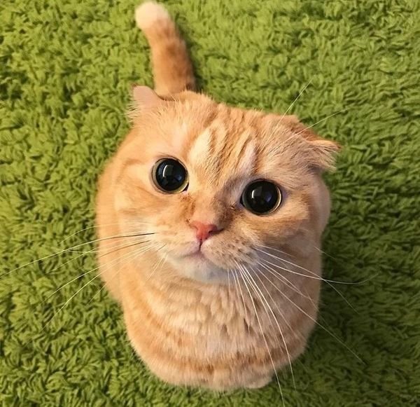 Кот из Шрека глаза