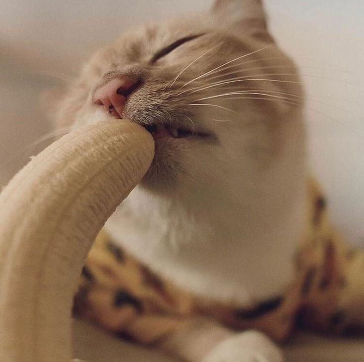 Кот ест банан