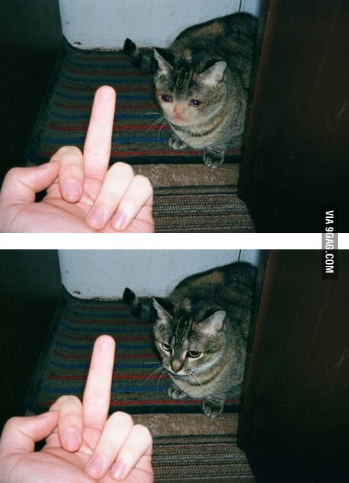 Кот на пальце Мем