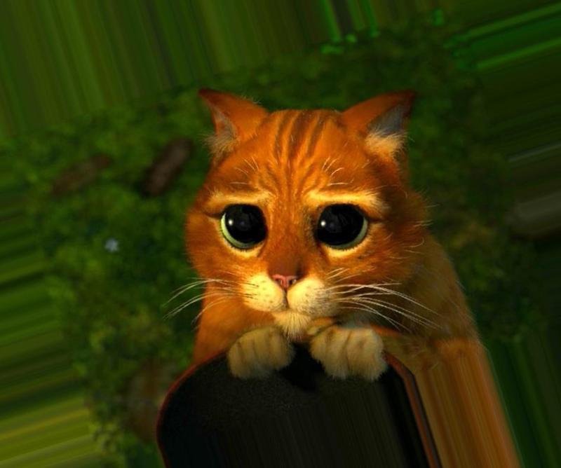 С котом из шрека