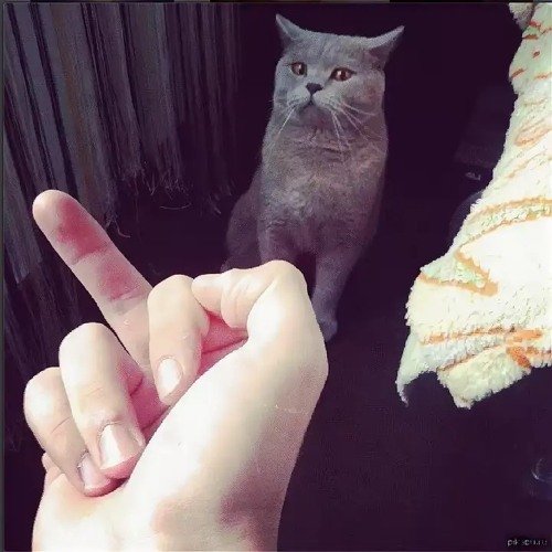 Котик на руках