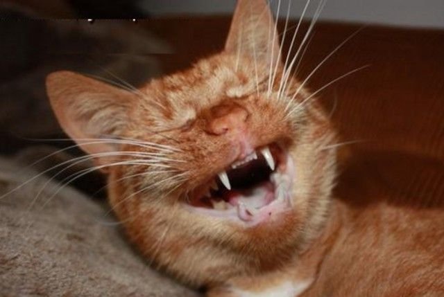 С улыбающимся котом рыжим