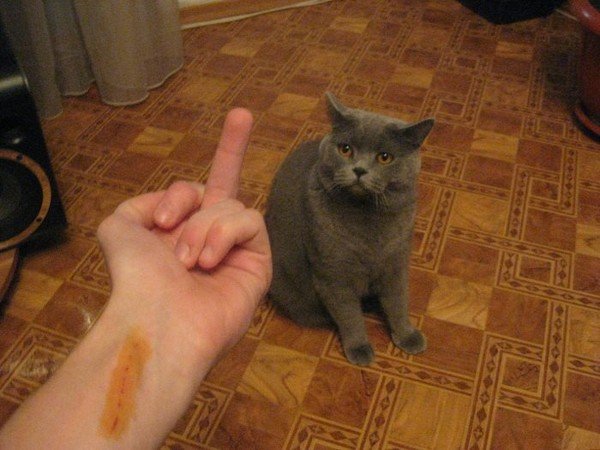 Котенок на пальце