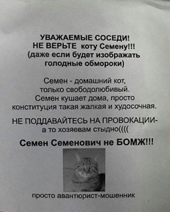 Семен авантюрист кот