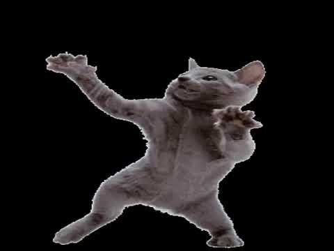 Танцующий кот