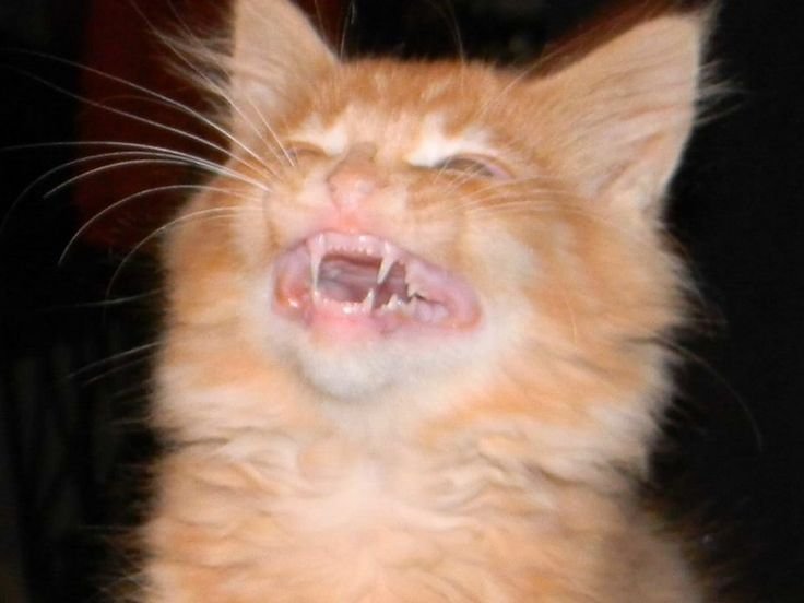 Наглая рожа