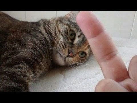 Средний палец селфи