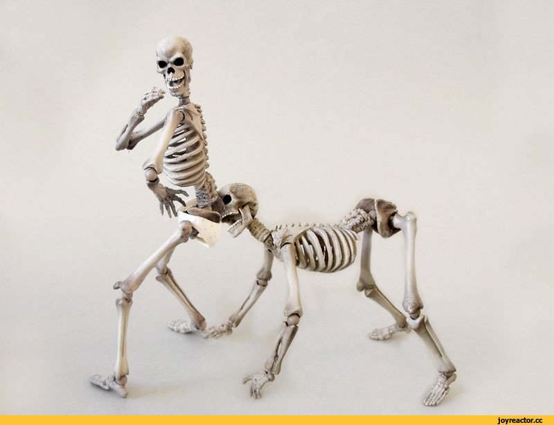 Скелет человека