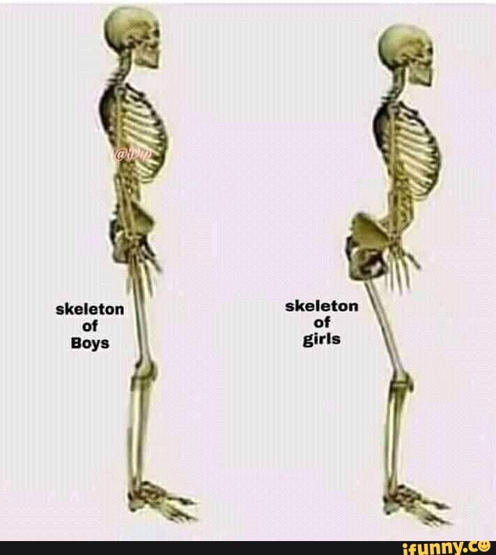 Скелет нормального человека