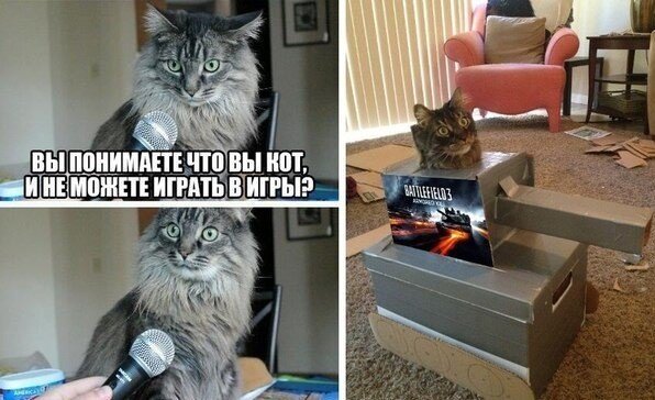Популярные мемы с котами