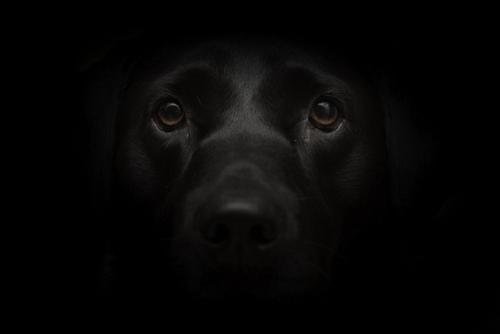 Чёрная собака в темноте