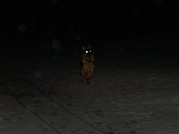 Собака в темноте горят глаза